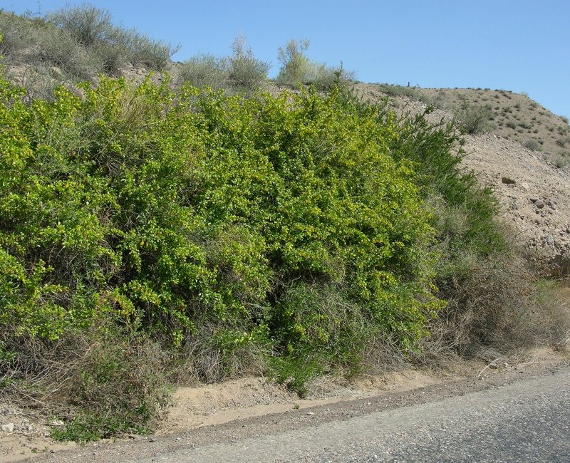 Image of Berberis iliensis specimen.