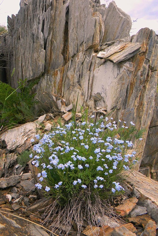 Изображение особи Eritrichium altaicum.