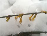 Jasminum nudiflorum