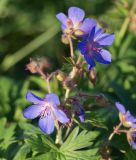 Geranium pratense. Верхушка цветущего растения. Мурманская обл., Кандалакшский р-н, пос. Лувеньга, луговая растительность на обочине дороги. 29.06.2010.