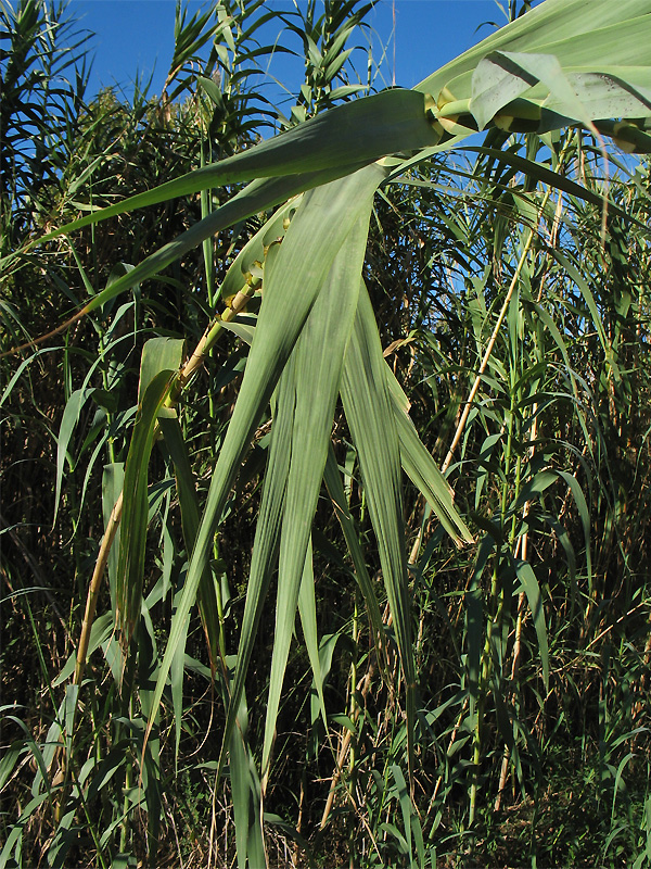 Image of Arundo donax specimen.