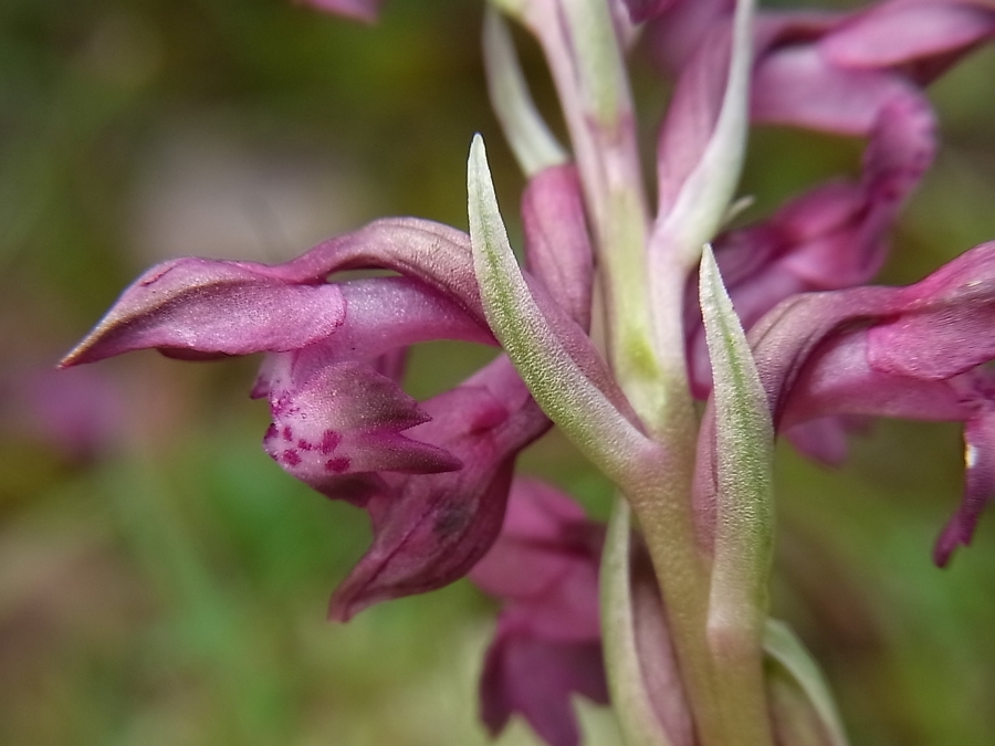 Изображение особи Anacamptis coriophora ssp. fragrans.