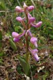 Anacamptis morio ssp. champagneuxii