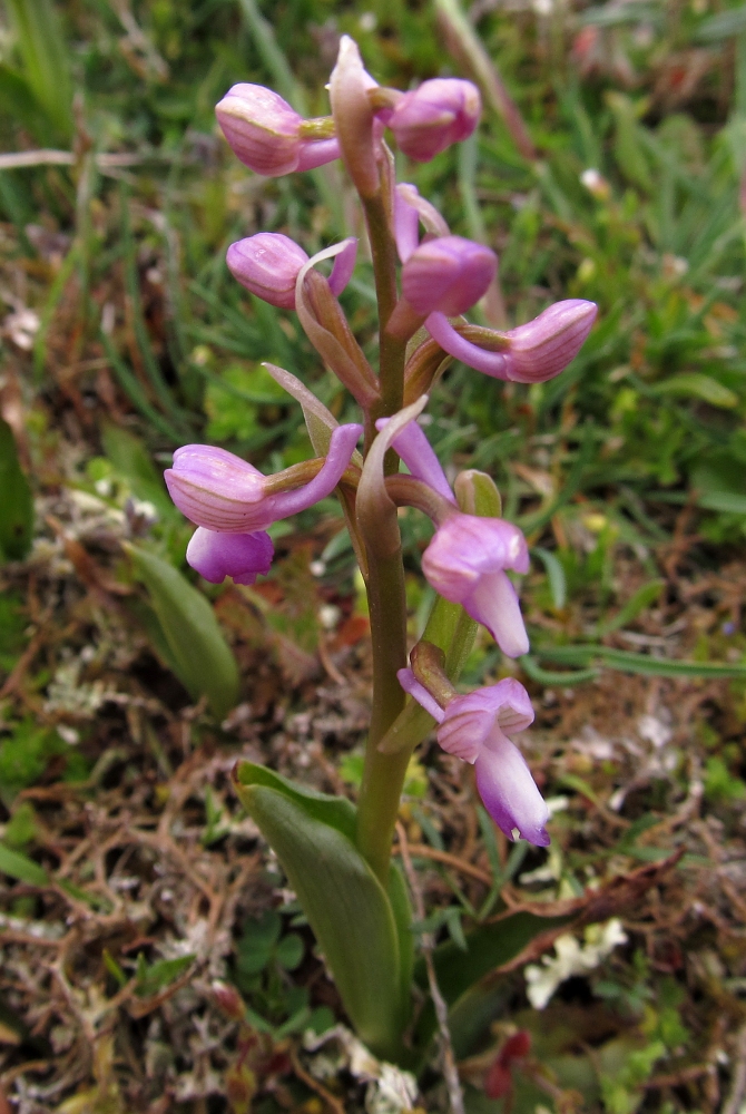 Изображение особи Anacamptis morio ssp. champagneuxii.