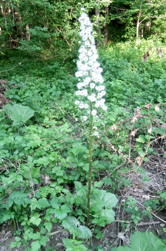 Изображение особи Petasites albus.