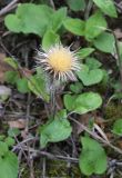 Carlina biebersteinii