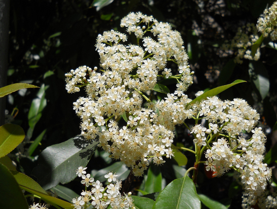 Image of Photinia serratifolia specimen.