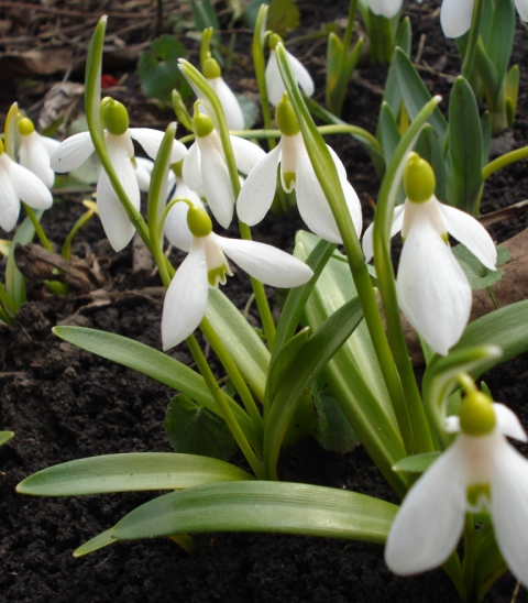 Image of Galanthus caspius specimen.