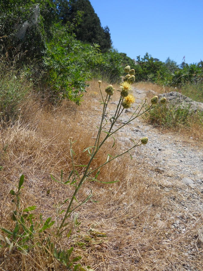 Image of Centaurea salonitana specimen.