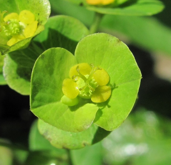 Image of Euphorbia squamosa specimen.