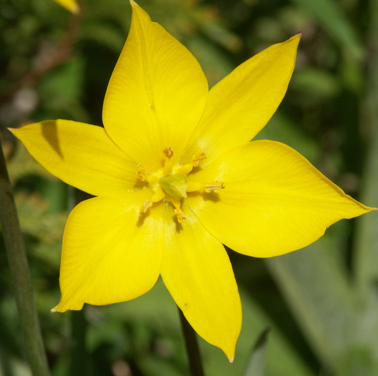 Image of Tulipa sylvestris specimen.