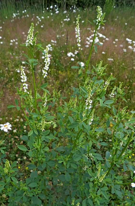 Image of Melilotus albus specimen.