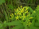 Senecio ovatus