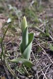 Tulipa berkariensis. Зацветающее растение. Южный Казахстан, горы Каракус (восточная часть). 09.04.2012.