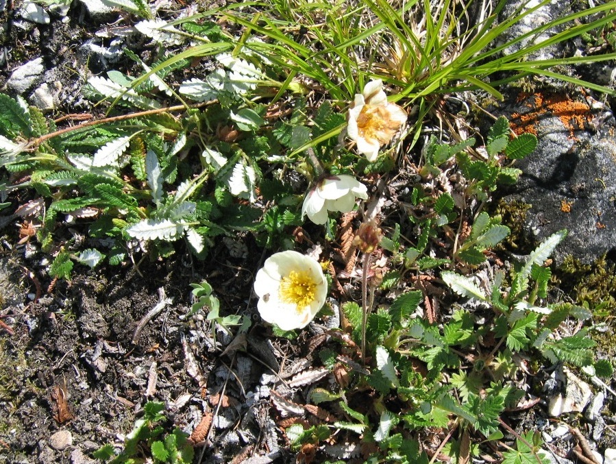 Image of Dryas sumneviczii specimen.