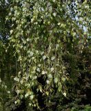 Betula pendula