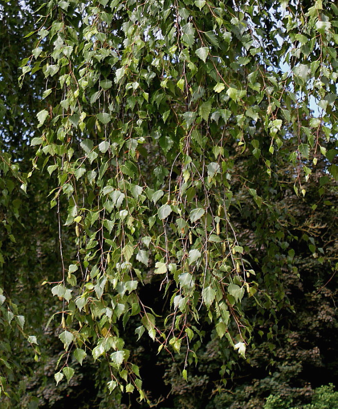 Image of Betula pendula specimen.
