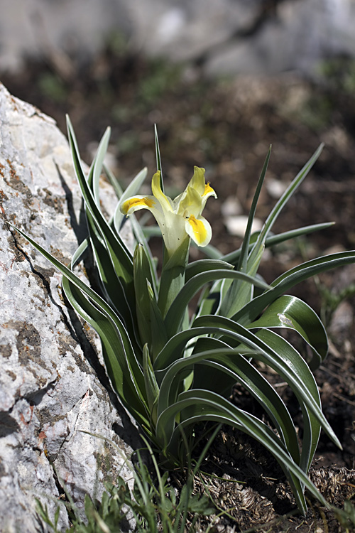 Изображение особи Juno orchioides.