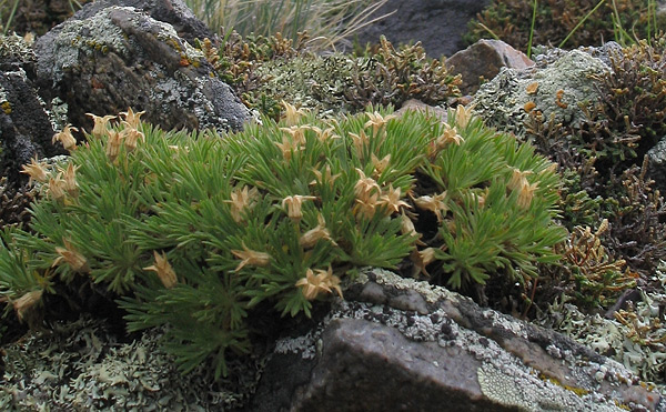 Image of Chamaerhodos altaica specimen.