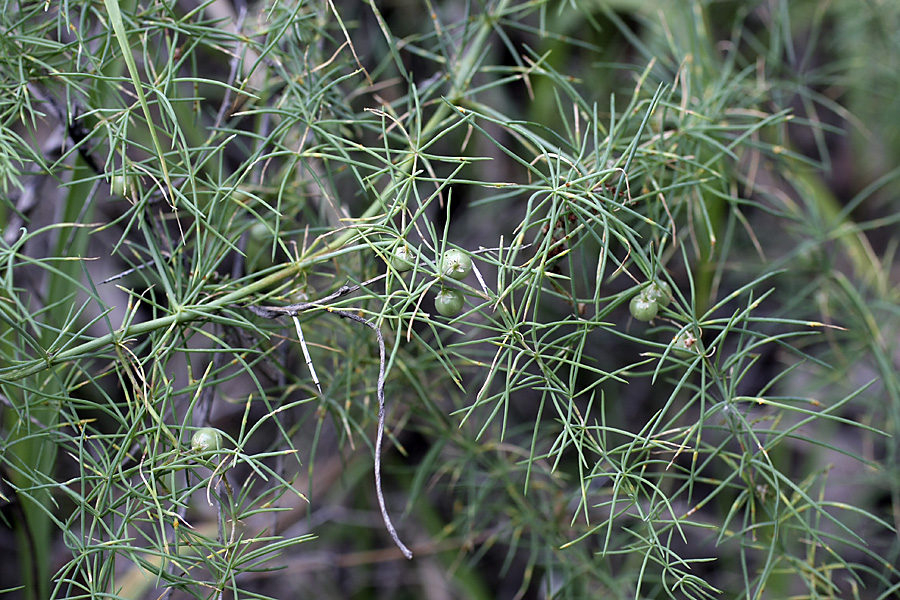 Image of genus Asparagus specimen.