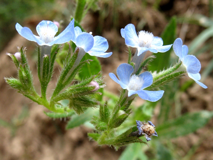 Image of Anchusa azurea specimen.