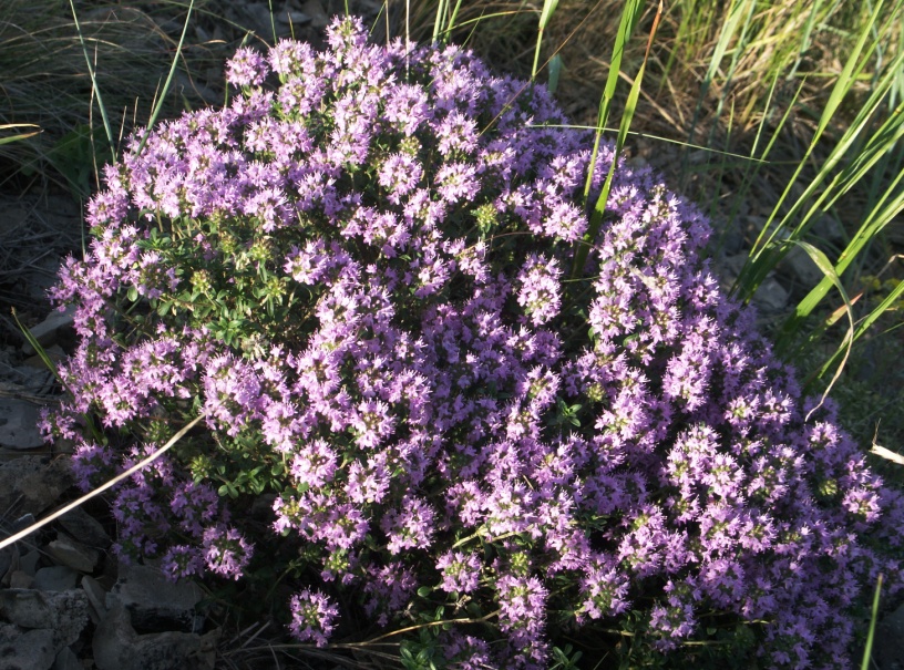 Изображение особи Thymus guberlinensis.