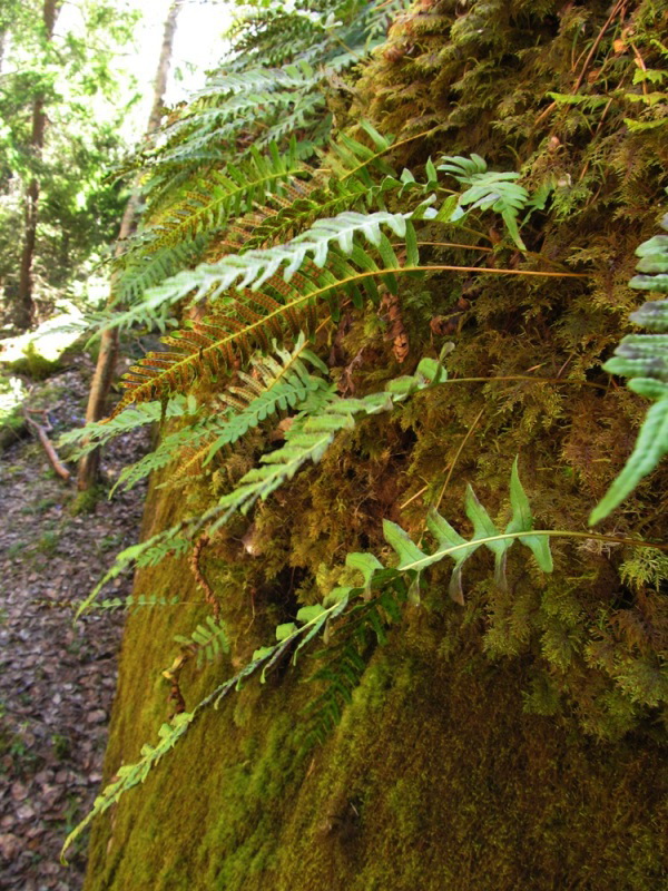 Image of Polypodium vulgare specimen.
