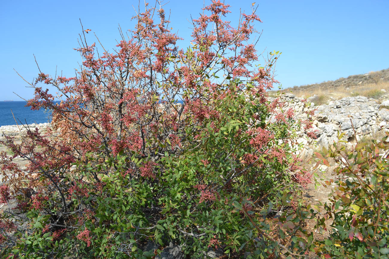 Image of Pistacia mutica specimen.