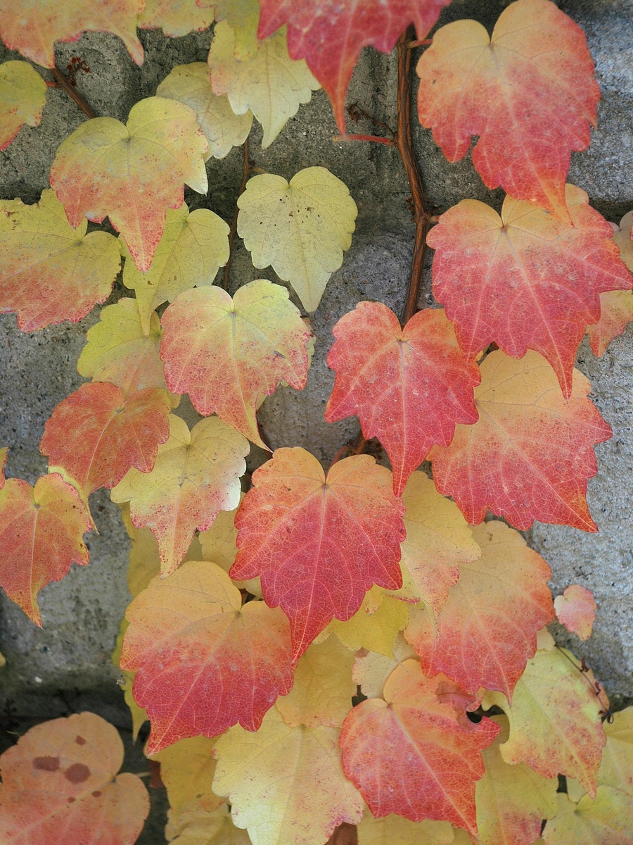 Изображение особи Parthenocissus tricuspidata.