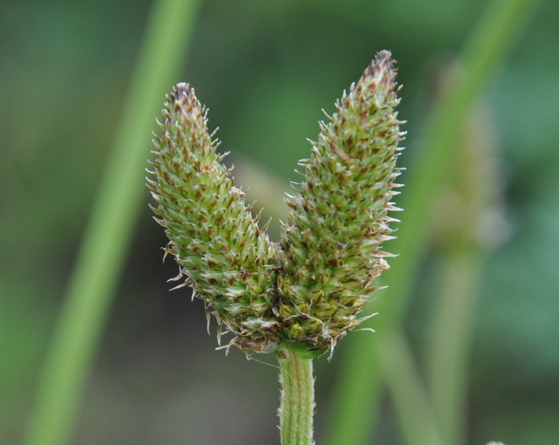Image of Plantago lanceolata specimen.