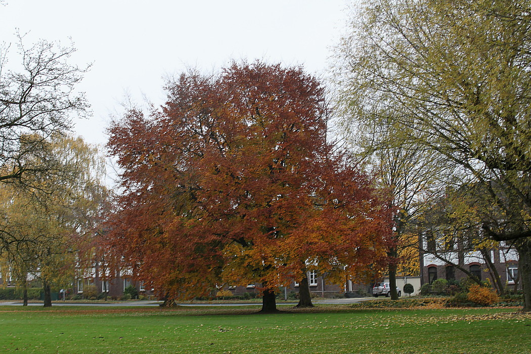 Изображение особи Fagus sylvatica.