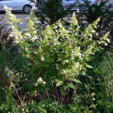 Hydrangea paniculata. Цветущее растение. Франция, регион Рона-Альпы, департамент Рона, город Лион. 07.07.2012.