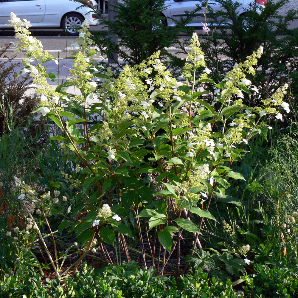 Изображение особи Hydrangea paniculata.
