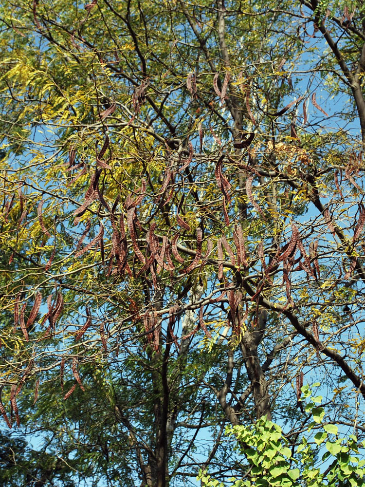 Изображение особи Gleditsia triacanthos.