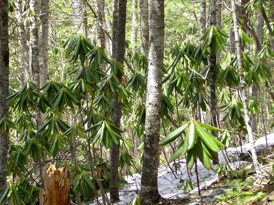 Изображение особи Rhododendron fauriei.