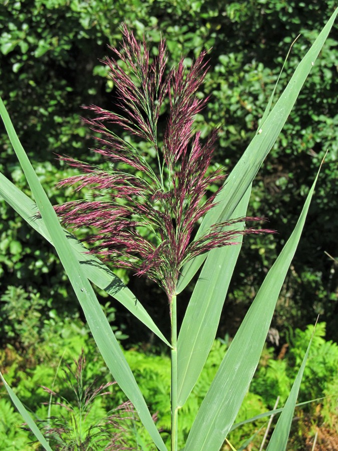 Изображение особи Phragmites australis.