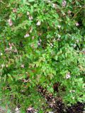 Abelia uniflora. Цветущие растения. Франция, Приморские Альпы, г. Сен-Жан-Кап-Ферра, вилла Эфрусси-де-Ротшильд, аллея парка у западной стены. 20.06.2012.