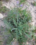 genus Erodium
