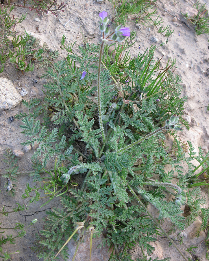 Image of genus Erodium specimen.