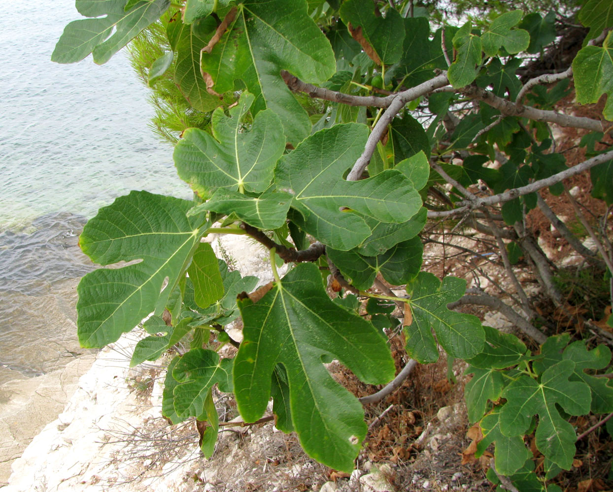 Image of Ficus carica specimen.