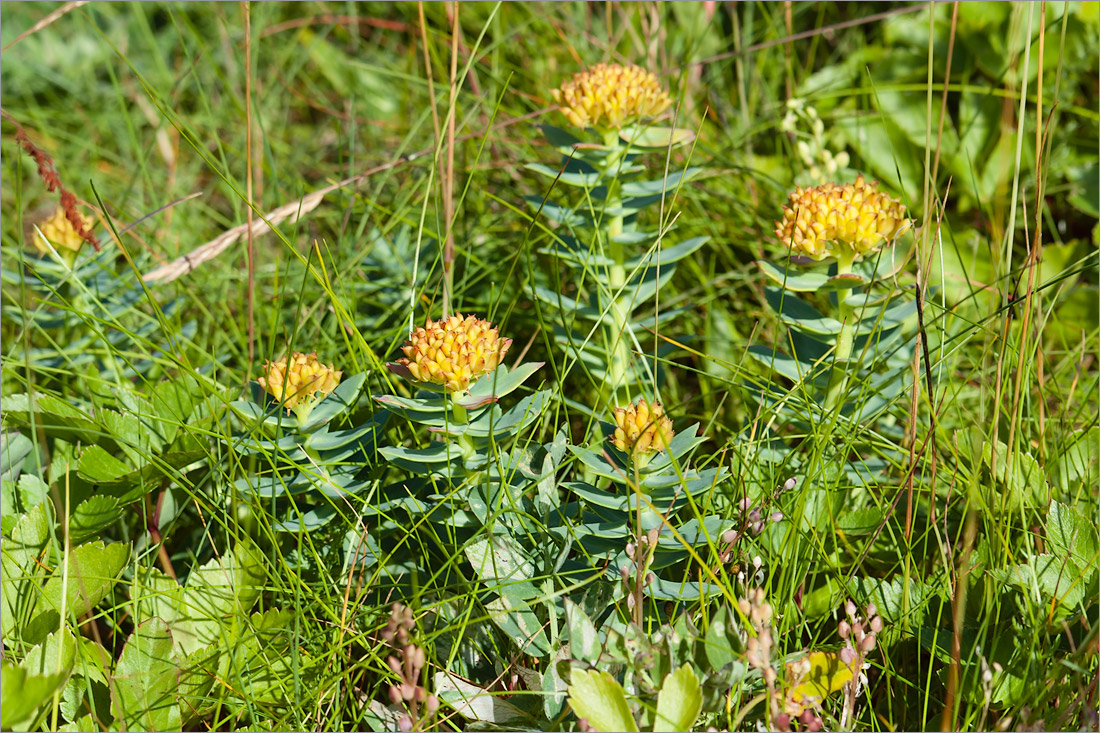 Изображение особи Rhodiola rosea.