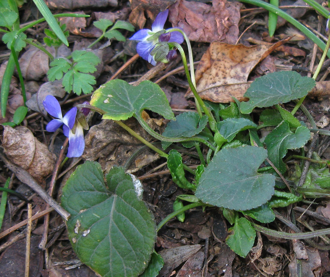 Image of Viola suavis specimen.