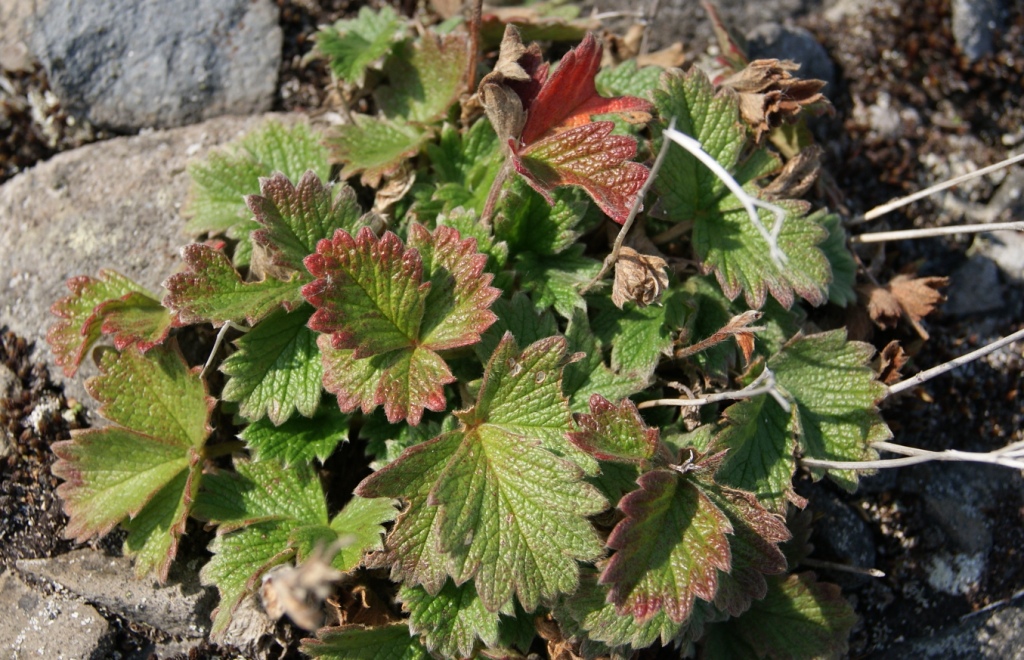 Изображение особи Potentilla fragiformis.