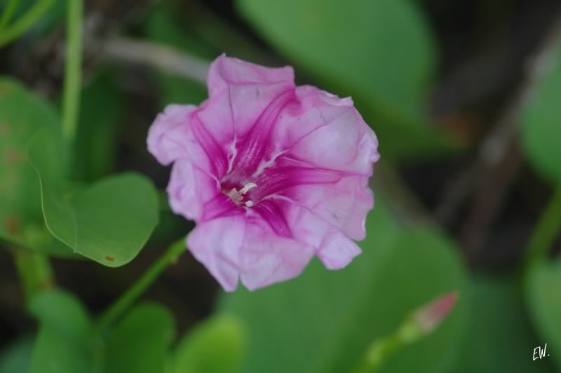 Image of Ipomoea pes-caprae specimen.