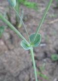 Cerastium perfoliatum