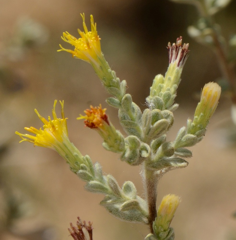 Изображение особи Chiliadenus iphionoides.