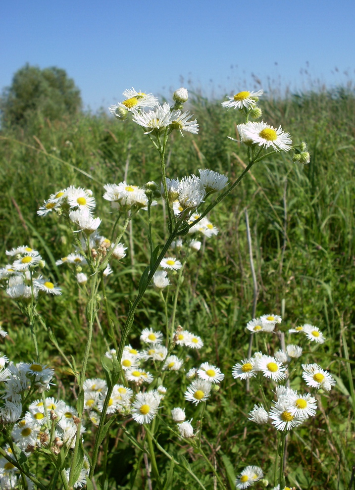 Изображение особи Erigeron annuus.