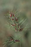 Poa subspecies vivipara