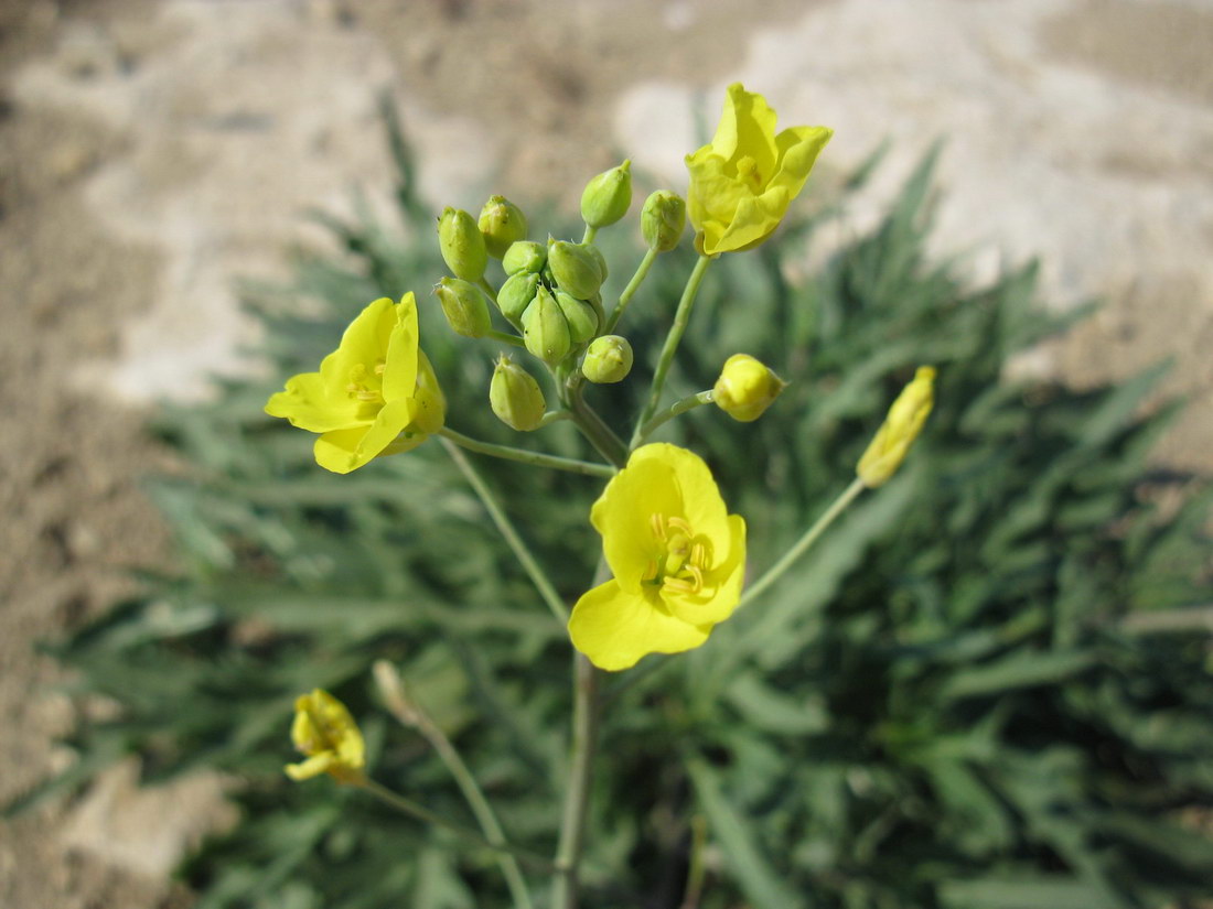 Image of Diplotaxis tenuifolia specimen.