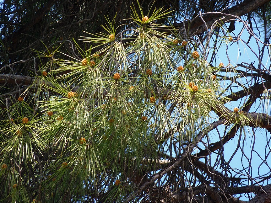 Изображение особи Pinus pinea.